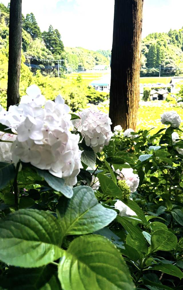 千葉の、白いあじさいの花と緑の景色