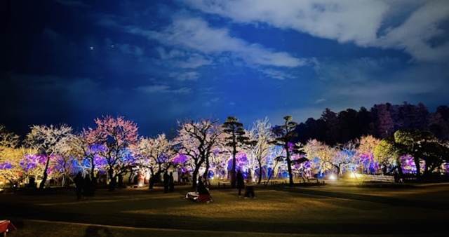 茨城・水戸偕楽園の、夜にライトアップされた庭園